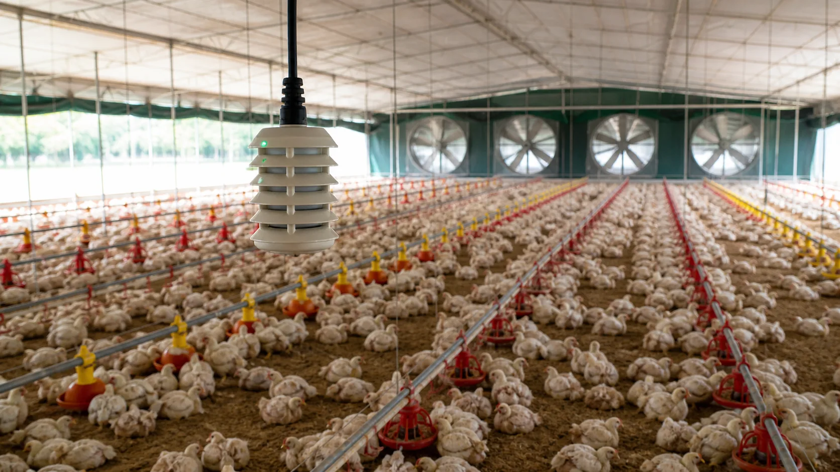 Ilustração de sensor ambiental suspenso próximo às aves, com linhas de alimentação e exaustores ao fundo